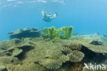 Table coral (Acropora spec)