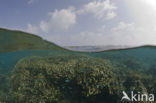 Table coral (Acropora spec)