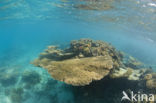 Table coral (Acropora spec)