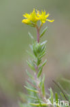 Tripmadam (Sedum reflexum) 