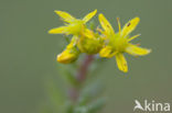 Tripmadam (Sedum reflexum) 