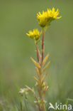 Tripmadam (Sedum reflexum) 