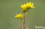 Reflexed Stonecrop (Sedum reflexum)