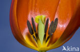 Tulip (Tulipa)