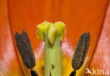 Tulip (Tulipa)