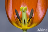 Tulip (Tulipa)