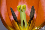 Tulip (Tulipa)
