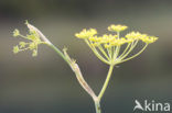 Venkel (Foeniculum vulgare)