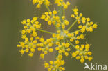 Venkel (Foeniculum vulgare)