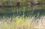 Venkel (Foeniculum vulgare)