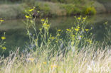 Venkel (Foeniculum vulgare)