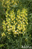 Vlasbekje (Linaria vulgaris)