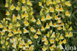 Vlasbekje (Linaria vulgaris)