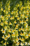 Common Toadflax (Linaria vulgaris)