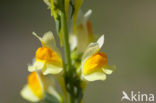 Vlasbekje (Linaria vulgaris)