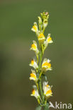Vlasbekje (Linaria vulgaris)
