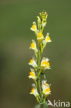 Common Toadflax (Linaria vulgaris)