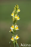 Vlasbekje (Linaria vulgaris)