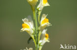 Vlasbekje (Linaria vulgaris)