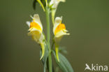 Vlasbekje (Linaria vulgaris)