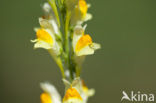 Vlasbekje (Linaria vulgaris)