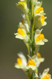 Vlasbekje (Linaria vulgaris)