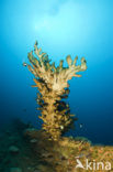 Vuurkoraal (Millepora dichotoma)