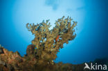 Vuurkoraal (Millepora dichotoma)