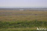 Waddenzee