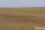 Waddenzee