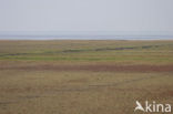 Waddenzee