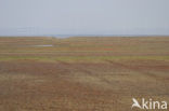 Waddenzee