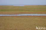 Waddenzee