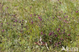 Wateraardbei (Potentilla palustris) 