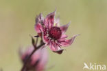 Wateraardbei (Potentilla palustris) 