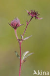 Wateraardbei (Potentilla palustris) 