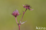 Wateraardbei (Potentilla palustris) 