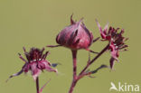 Marsh Cinquefoil (Potentilla palustris)