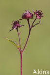 Wateraardbei (Potentilla palustris) 