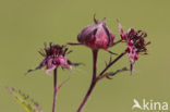 Wateraardbei (Potentilla palustris) 