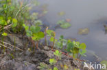 Waterclover (Marsilea quadrifolia)