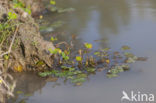 Waterclover (Marsilea quadrifolia)
