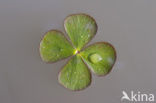 Waterklavervaren (Marsilea quadrifolia)