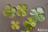 Waterklavervaren (Marsilea quadrifolia)