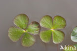 Waterklavervaren (Marsilea quadrifolia)