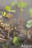 Waterklavervaren (Marsilea quadrifolia)