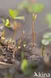 Waterclover (Marsilea quadrifolia)