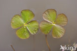 Waterclover (Marsilea quadrifolia)