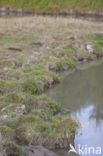 Waterclover (Marsilea quadrifolia)