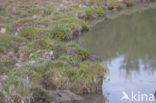 Waterklavervaren (Marsilea quadrifolia)